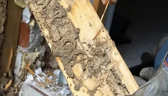 Termite-found-in-wood-frame